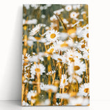 Farmhouse Wall Art - Bright Sunlit Daisies in Rustic Meadow Print