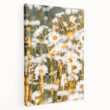 Farmhouse Wall Art - Bright Sunlit Daisies in Rustic Meadow Print