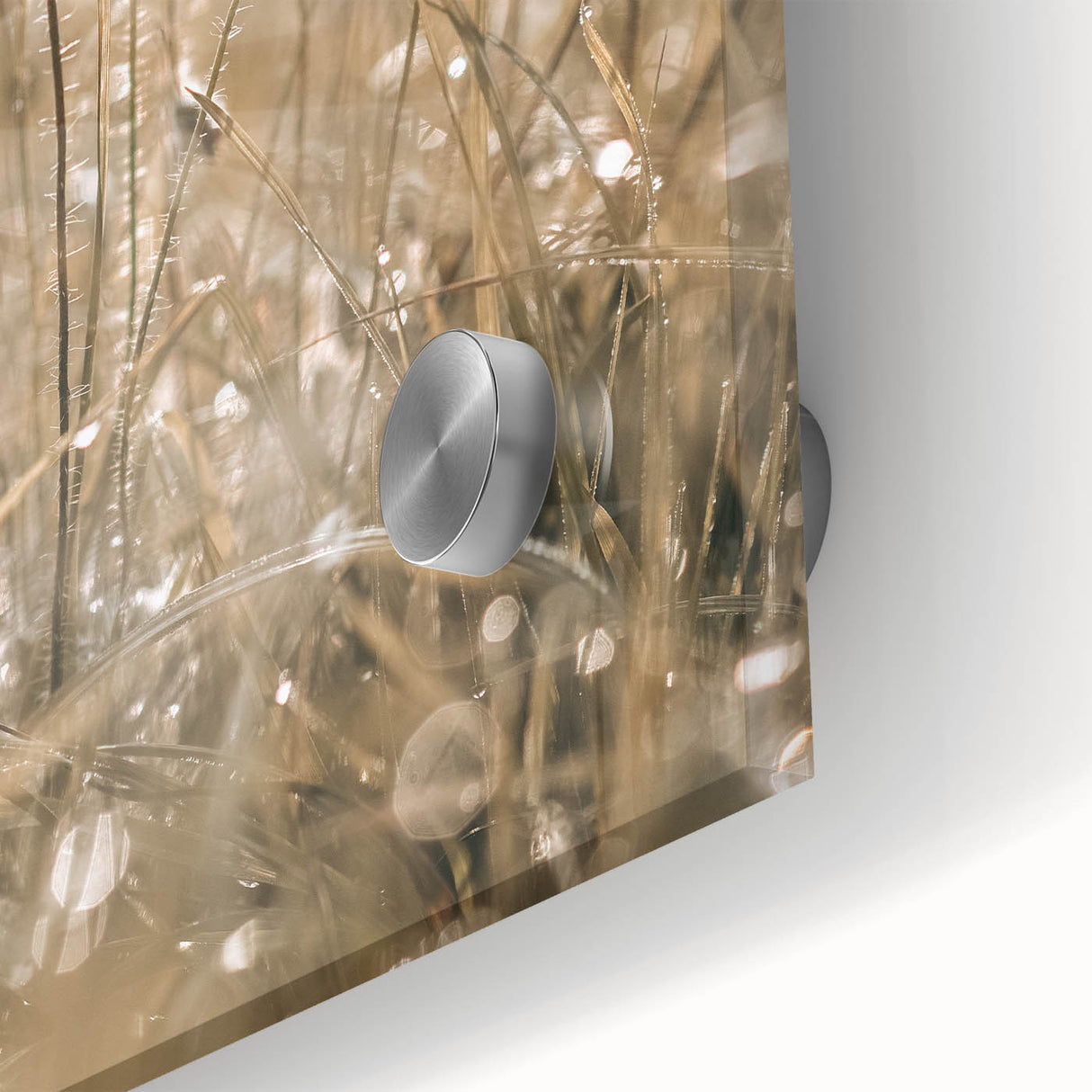 Farmhouse Wall Art - Delicate Poppies in Sunlit Meadow Print