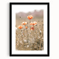 Farmhouse Wall Art - Delicate Poppies in Sunlit Meadow Print