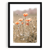 Farmhouse Wall Art - Delicate Poppies in Sunlit Meadow Print