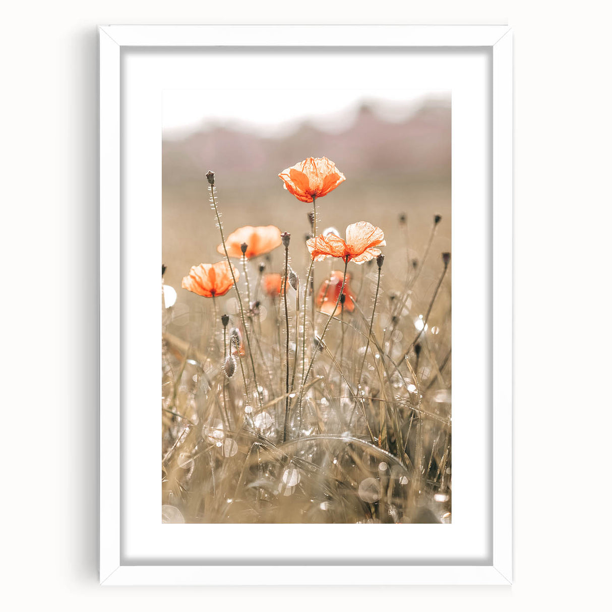 Farmhouse Wall Art - Delicate Poppies in Sunlit Meadow Print