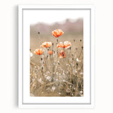 Farmhouse Wall Art - Delicate Poppies in Sunlit Meadow Print