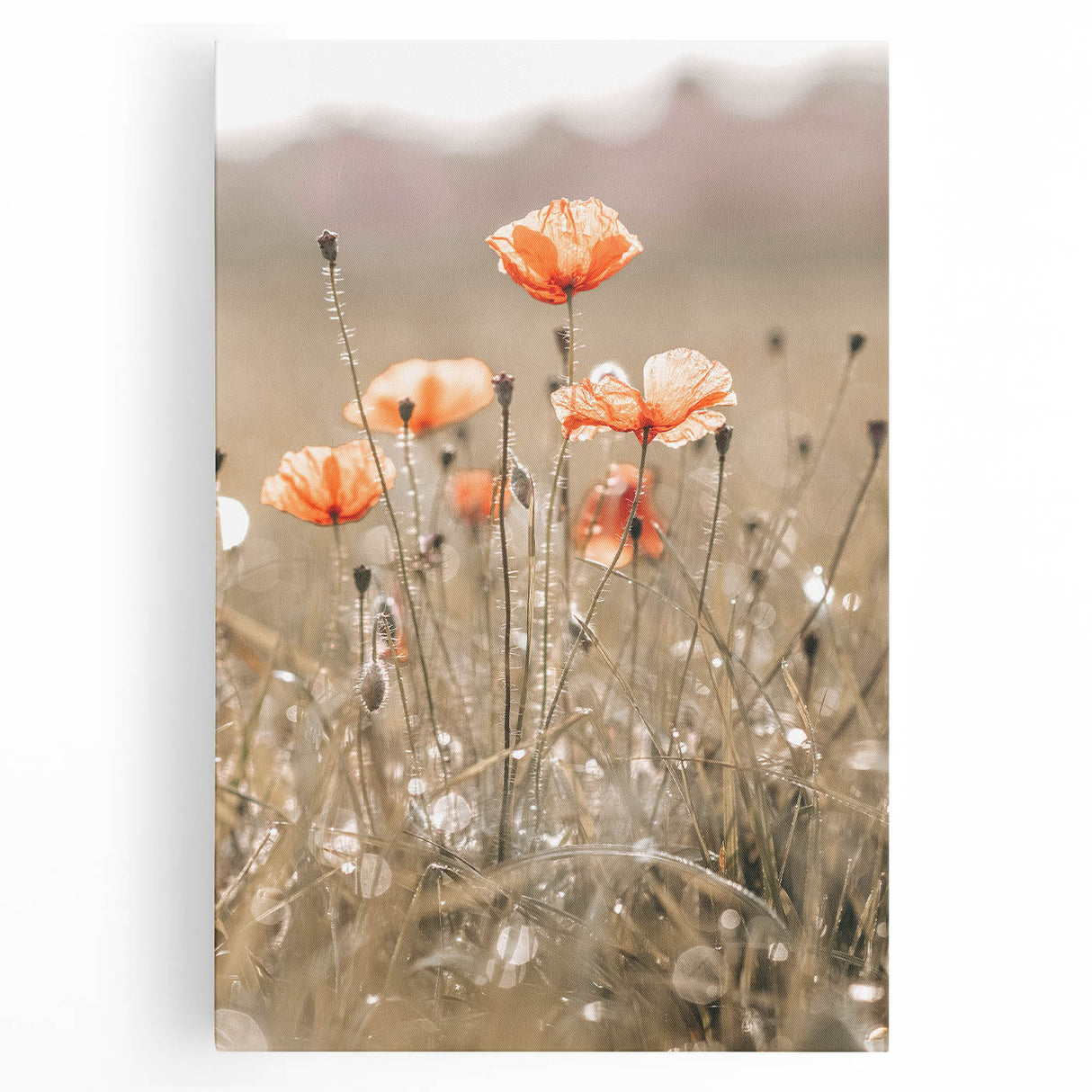 Farmhouse Wall Art - Delicate Poppies in Sunlit Meadow Print