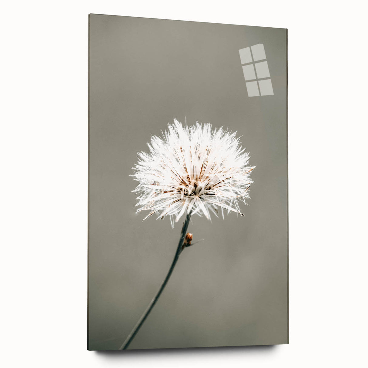 Farmhouse Wall Art - Delicate Dandelion in Soft Focus Minimalist Print
