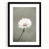 Farmhouse Wall Art - Delicate Dandelion in Soft Focus Minimalist Print