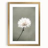 Farmhouse Wall Art - Delicate Dandelion in Soft Focus Minimalist Print