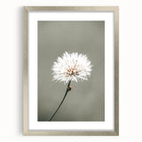 Farmhouse Wall Art - Delicate Dandelion in Soft Focus Minimalist Print