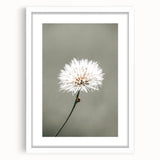 Farmhouse Wall Art - Delicate Dandelion in Soft Focus Minimalist Print