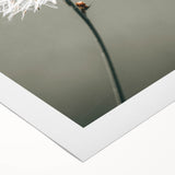 Farmhouse Wall Art - Delicate Dandelion in Soft Focus Minimalist Print