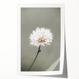 Farmhouse Wall Art - Delicate Dandelion in Soft Focus Minimalist Print