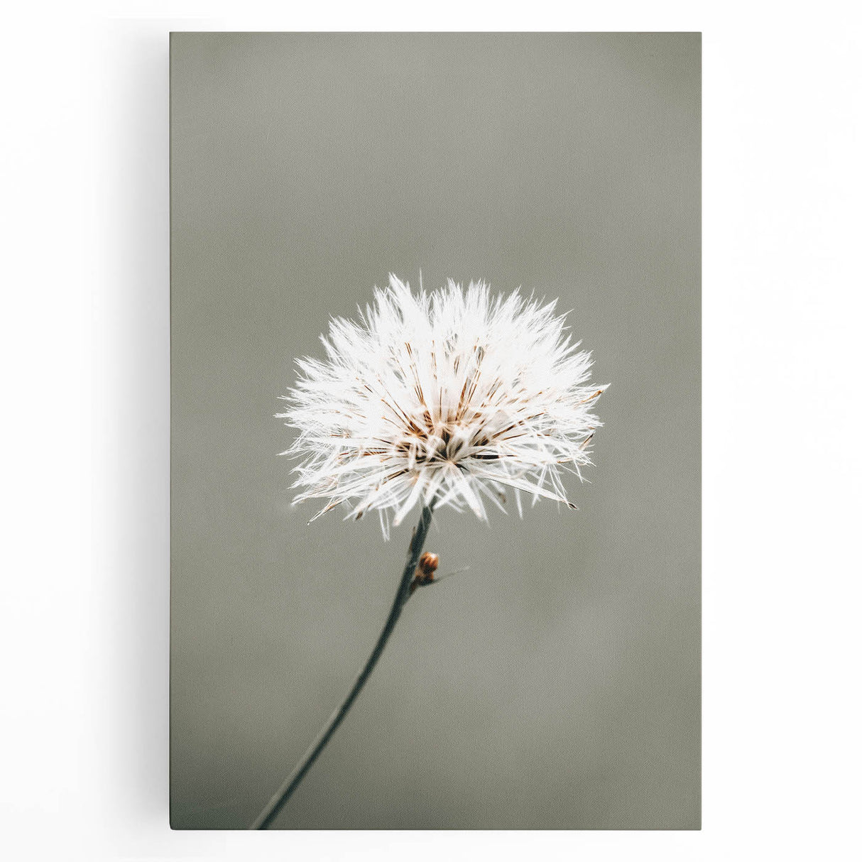 Farmhouse Wall Art - Delicate Dandelion in Soft Focus Minimalist Print