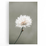 Farmhouse Wall Art - Delicate Dandelion in Soft Focus Minimalist Print