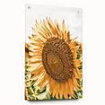 Farmhouse Wall Art - Radiant Sunflower in Rustic Country Style Print