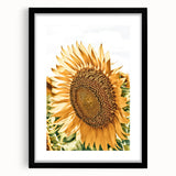 Farmhouse Wall Art - Radiant Sunflower in Rustic Country Style Print
