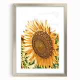 Farmhouse Wall Art - Radiant Sunflower in Rustic Country Style Print