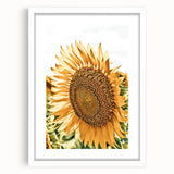 Farmhouse Wall Art - Radiant Sunflower in Rustic Country Style Print