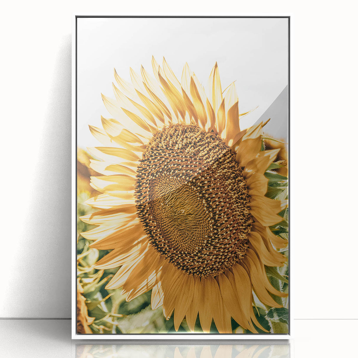 Farmhouse Wall Art - Radiant Sunflower in Rustic Country Style Print