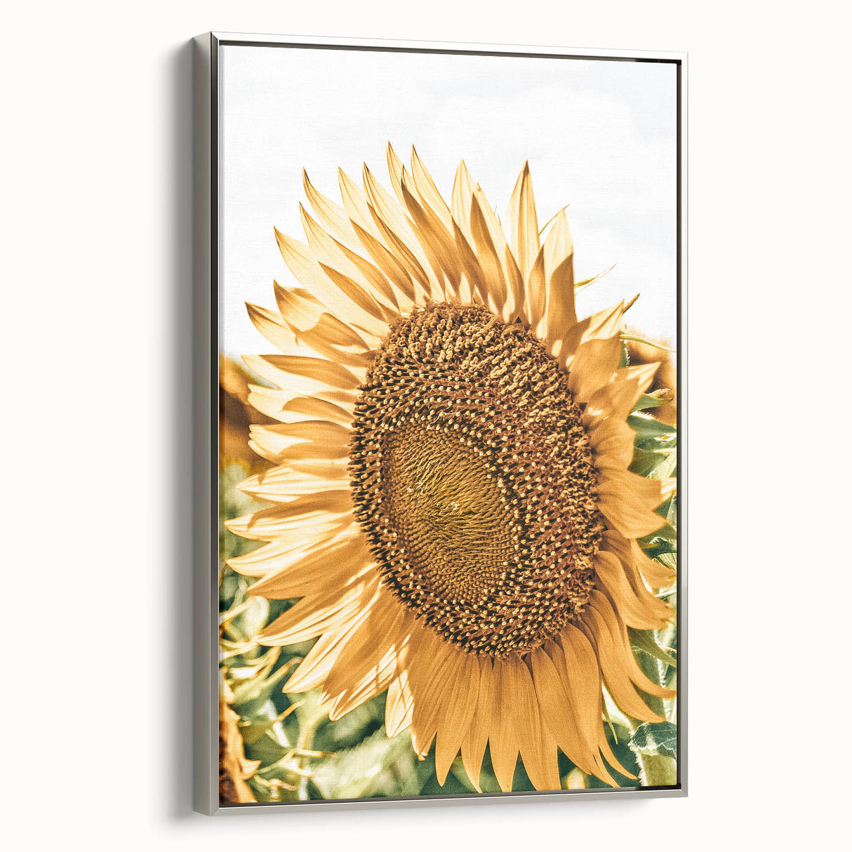 Farmhouse Wall Art - Radiant Sunflower in Rustic Country Style Print