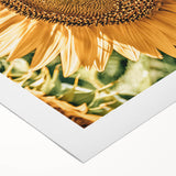 Farmhouse Wall Art - Radiant Sunflower in Rustic Country Style Print