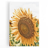 Farmhouse Wall Art - Radiant Sunflower in Rustic Country Style Print