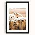 Farmhouse Wall Art - Bee on White Flowers in Rustic Field Print