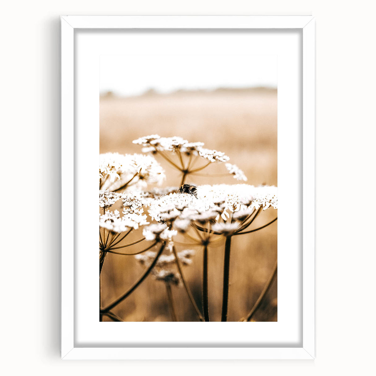 Farmhouse Wall Art - Bee on White Flowers in Rustic Field Print