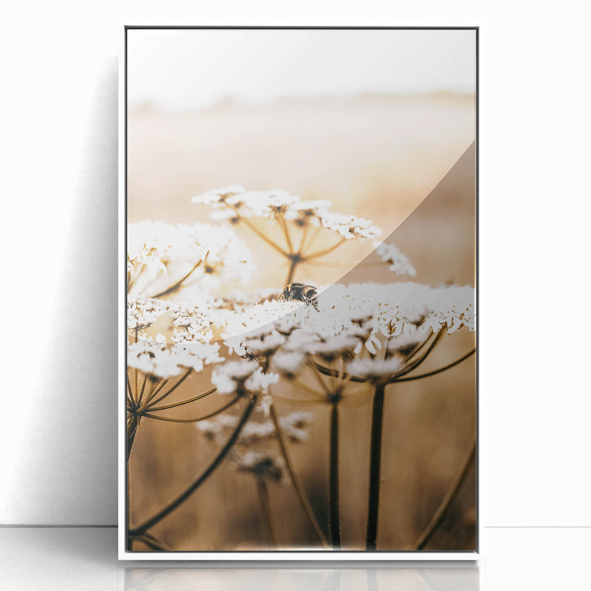 Farmhouse Wall Art - Bee on White Flowers in Rustic Field Print
