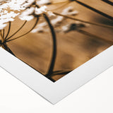 Farmhouse Wall Art - Bee on White Flowers in Rustic Field Print