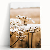 Farmhouse Wall Art - Bee on White Flowers in Rustic Field Print