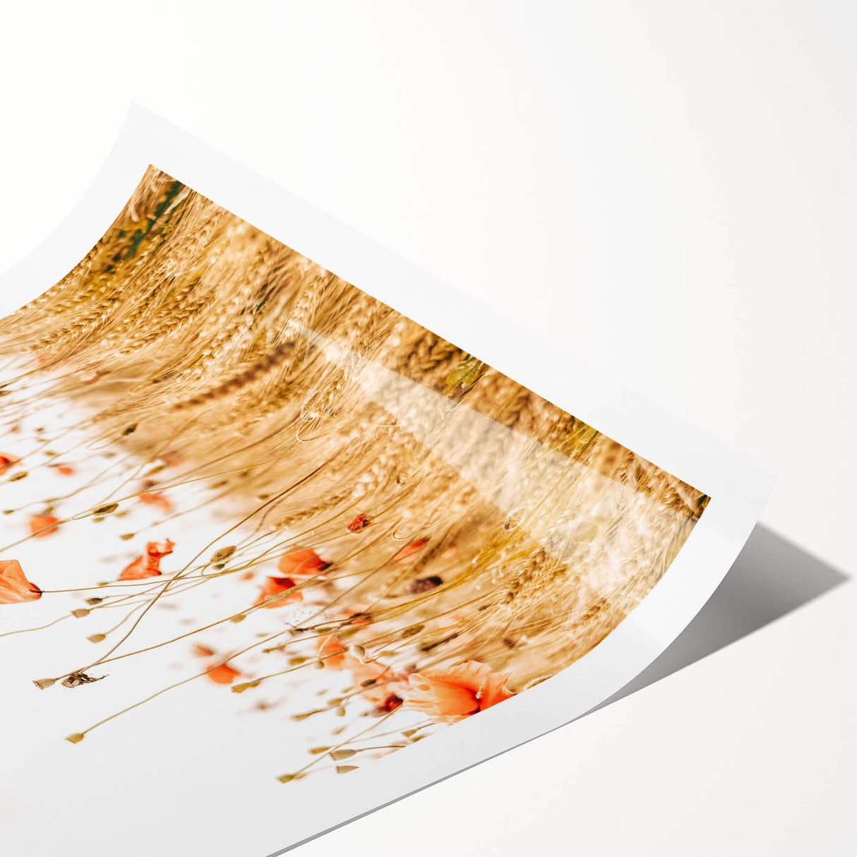 Farmhouse Wall Art - Poppies in Golden Wheat Field Rustic Style Print
