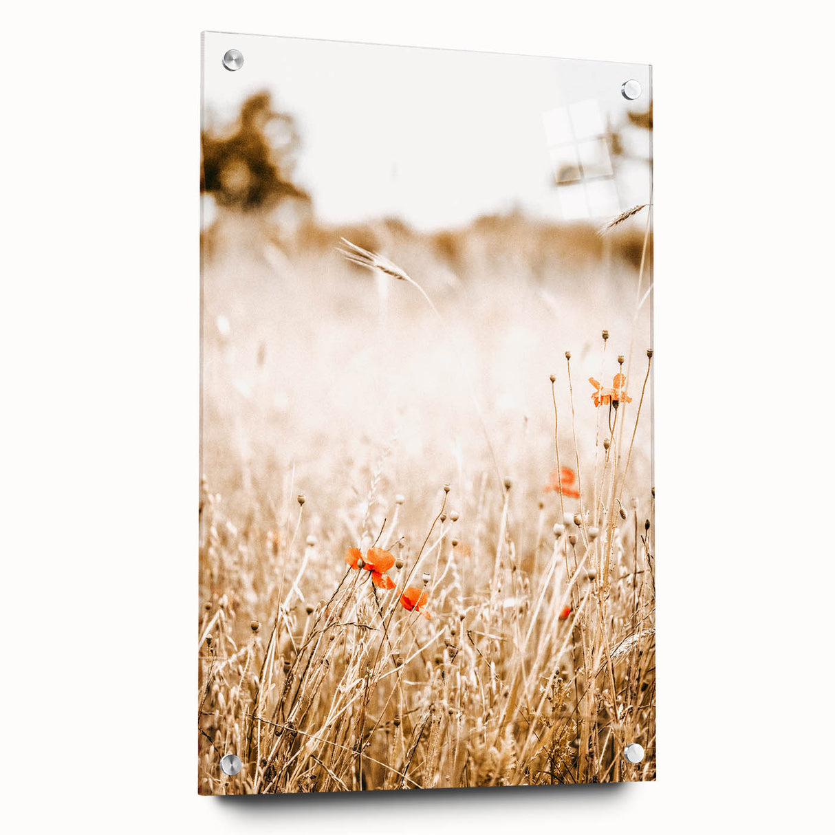 Farmhouse Wall Art - Delicate Poppies in Golden Field Rustic Style Print