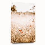 Farmhouse Wall Art - Delicate Poppies in Golden Field Rustic Style Print