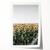 Farmhouse Wall Art - Vibrant Sunflower Field for Rustic Country Decor