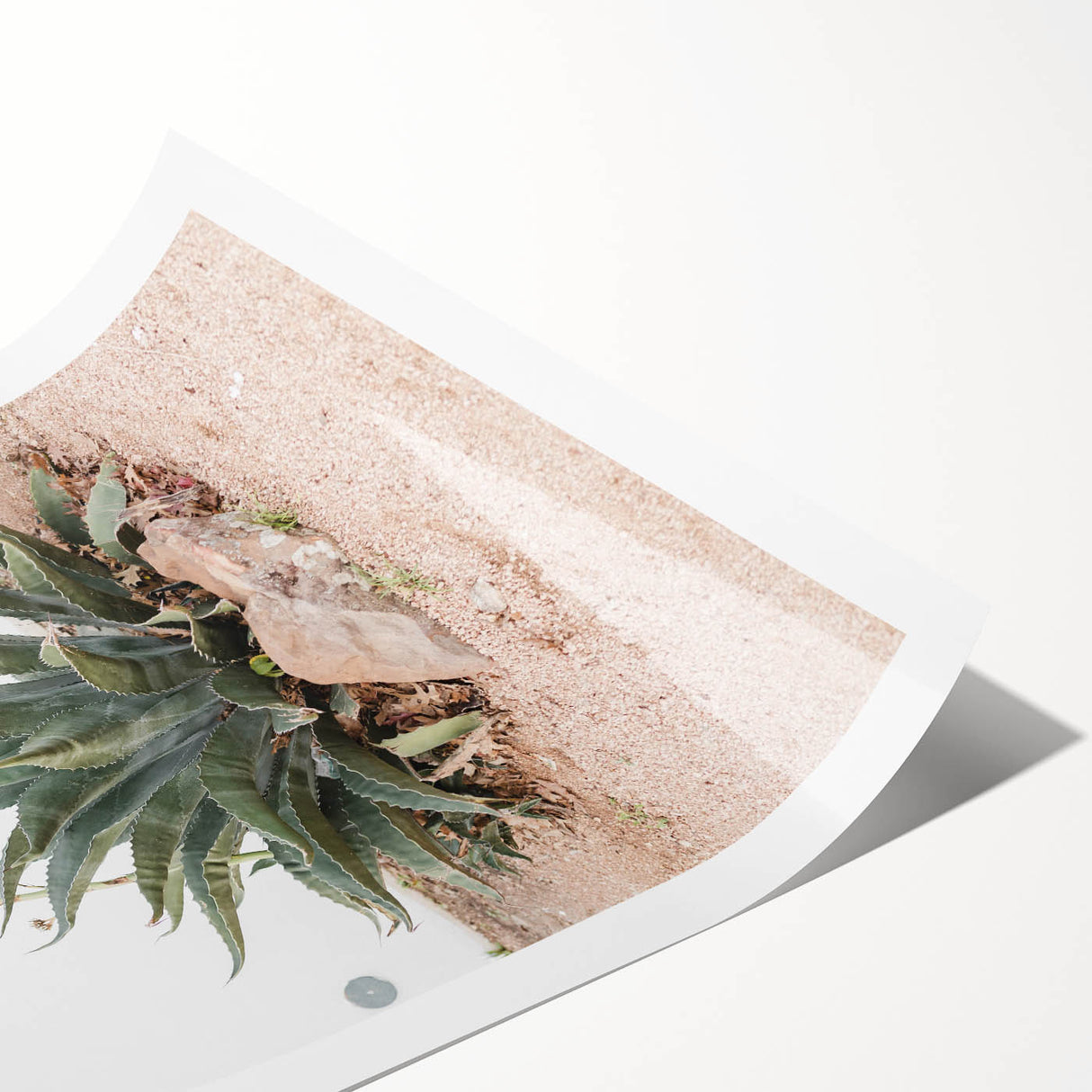 Farmhouse Wall Art - Desert Agave Plant for Rustic Country Decor