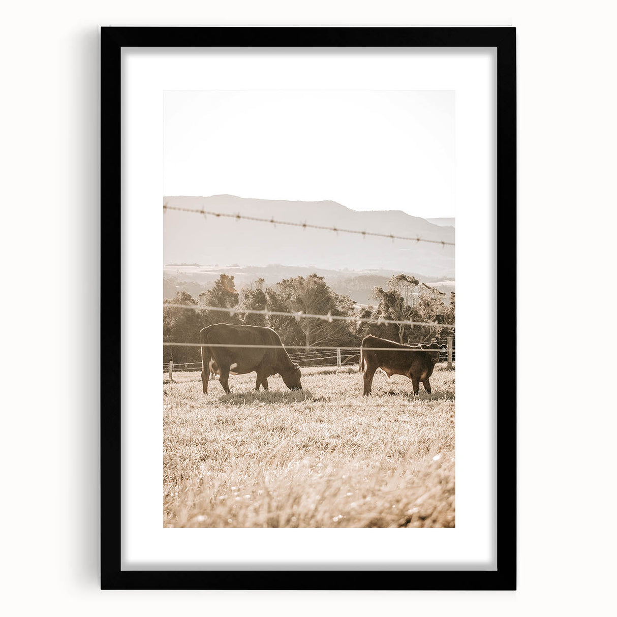 Farmhouse Wall Art - Cows Grazing in Pasture for Rustic Country Decor