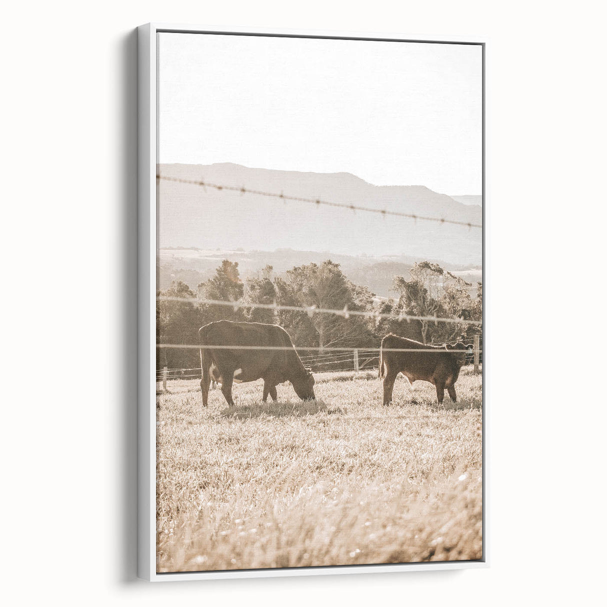 Farmhouse Wall Art - Cows Grazing in Pasture for Rustic Country Decor