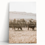 Farmhouse Wall Art - Cows Grazing in Pasture for Rustic Country Decor