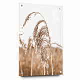 Farmhouse Wall Art - Wheat Grass in Wind for Rustic Country Decor