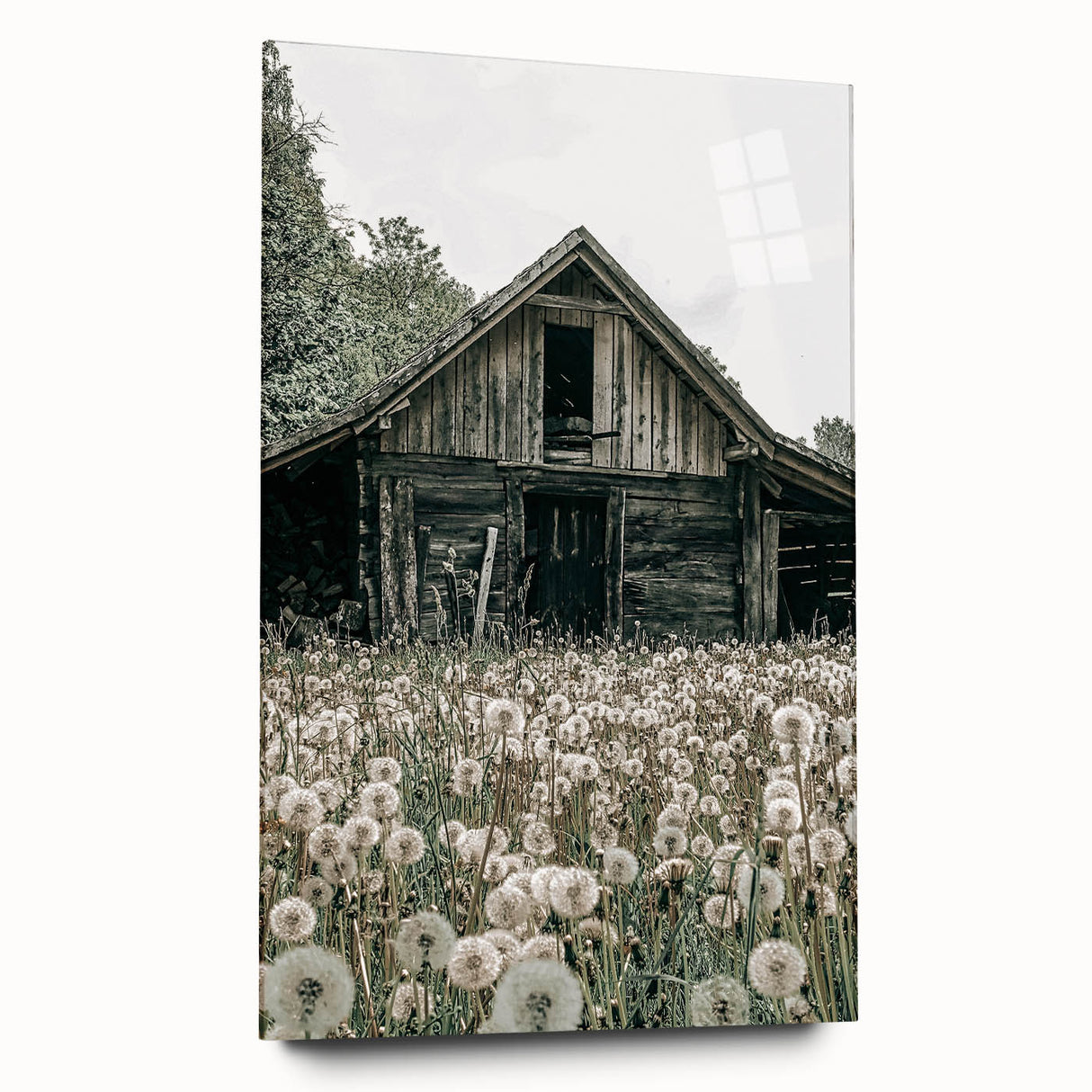 Vintage Farmhouse Wall Art: Rustic Barn with Dandelion Meadow
