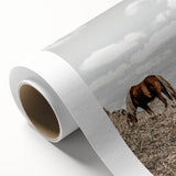 Farmhouse Wall Art: Horses Grazing in Rustic Meadow Country Décor