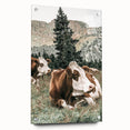 Farmhouse Wall Art: Cows Resting in Mountain Meadow Country Décor