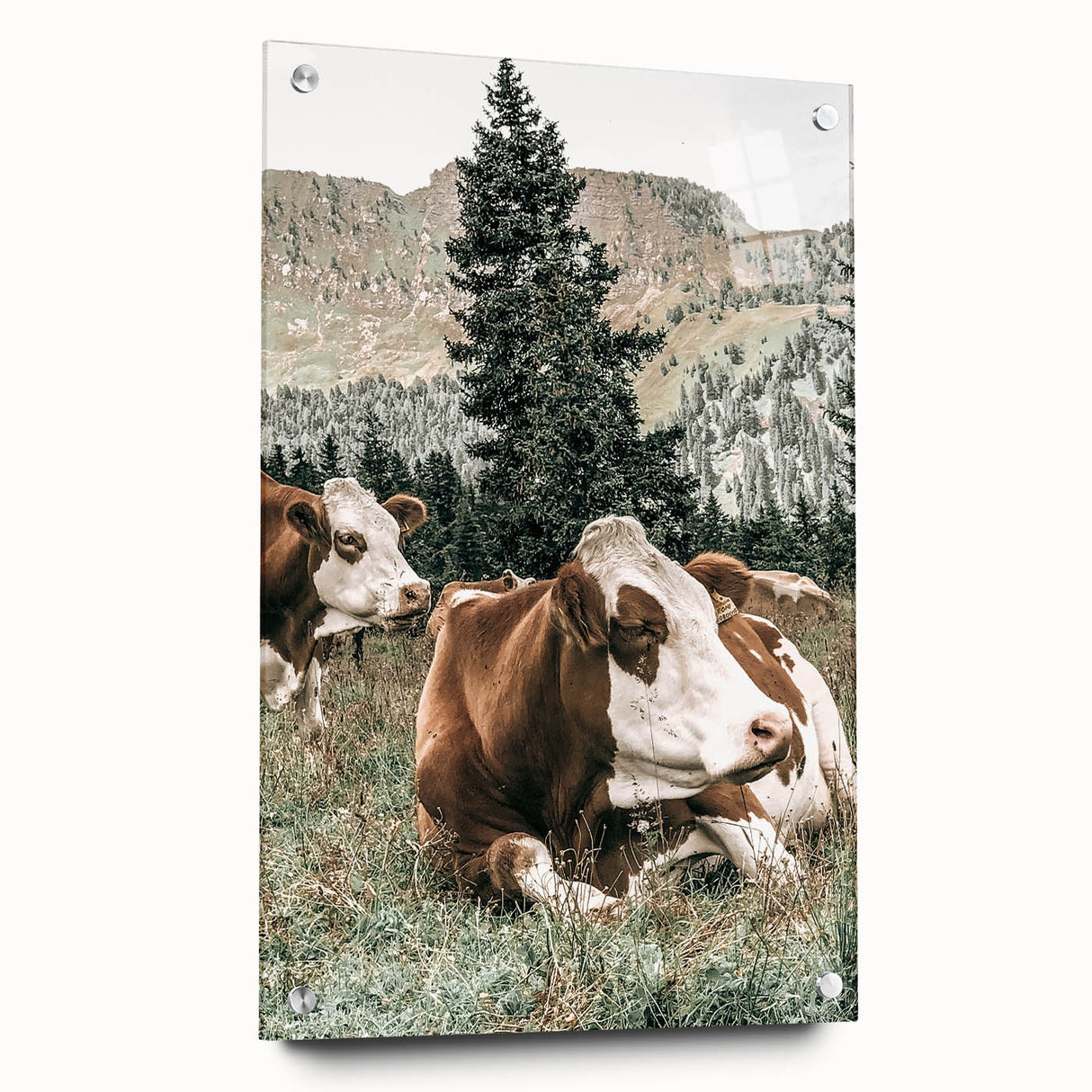 Farmhouse Wall Art: Cows Resting in Mountain Meadow Country Décor