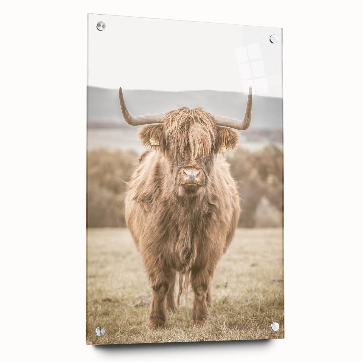 Farmhouse Wall Art: Majestic Highland Cow for Rustic Country Decor