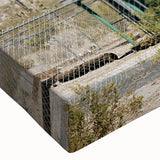 Farmhouse Wall Art: Desert Architecture with Joshua Tree for Rustic Decor