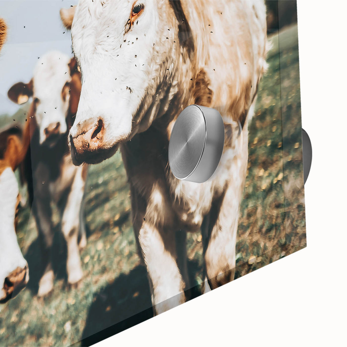 Farmhouse Cows Wall Art – Rustic Country Style Decor for Home