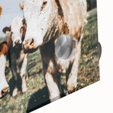 Farmhouse Cows Wall Art – Rustic Country Style Decor for Home