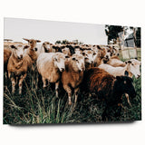 Farmhouse Sheep Wall Art – Rustic Country Style Decor for Home