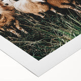 Farmhouse Sheep Wall Art – Rustic Country Style Decor for Home