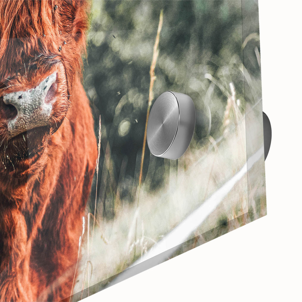 Rustic Highland Cow Wall Art – Farmhouse Country Style Decor